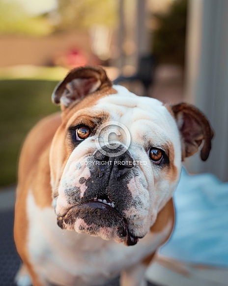 Up close bulldog posing for the camera Up close bulldog posing for the camera