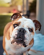 Up close bulldog posing for the camera