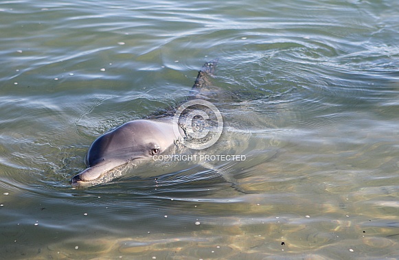 Bottlenosed Dolphin Bottlenosed Dolphin