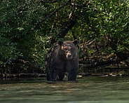 Male bear coming out of the brush to fish