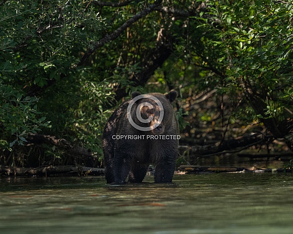 Male bear coming out of the brush to fish Male bear coming out of the brush to fish