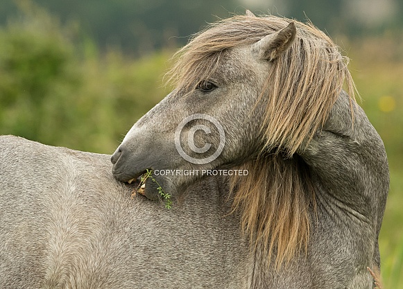 Carneddau Pony