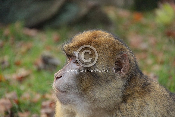 Barbary Macaque Barbary Macaque