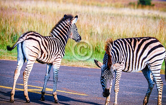 Zebra Foal Zebra Foal