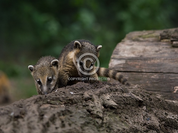 South American coati South American coati