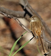 Prinia.