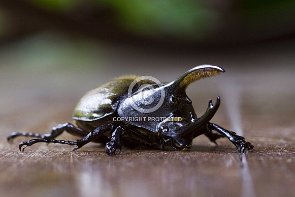 Hercules Beetle Hercules Beetle