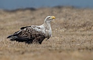 White tailed eagle or European Eagle