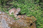 Canada Lynx - Male