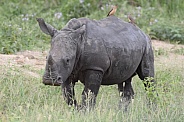 Rhino calf