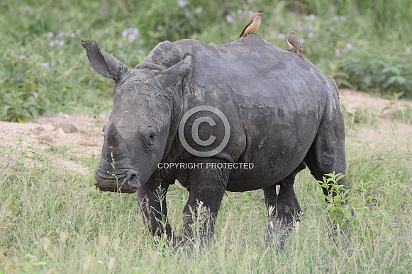 Rhino calf