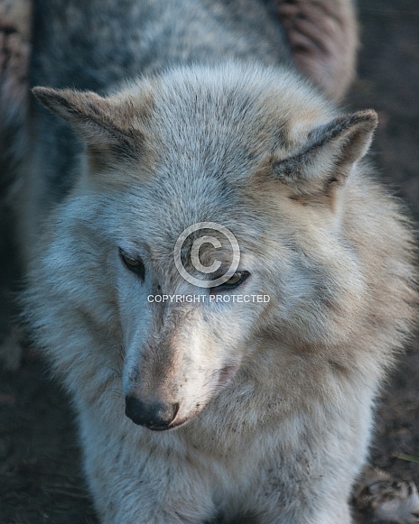 wolf