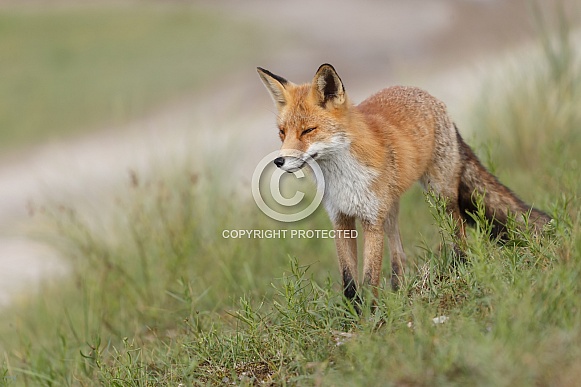 Red fox Red fox