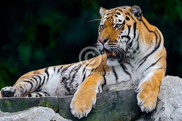 Tiger Tiger