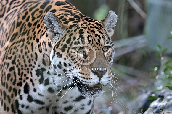 Jaguar (Panthera Onca)