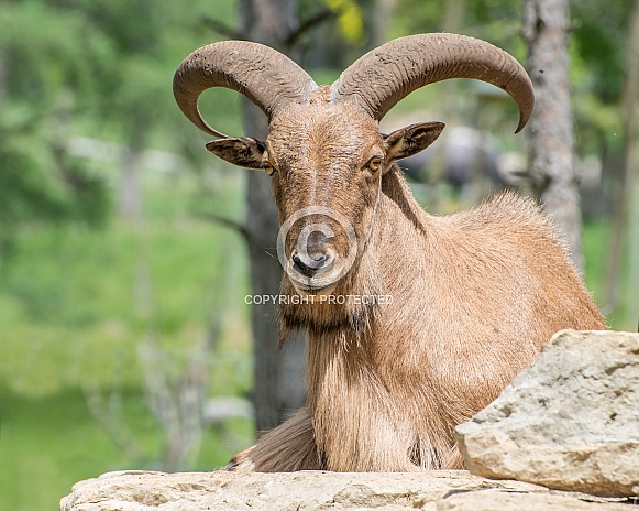 Barbary Sheep Ram