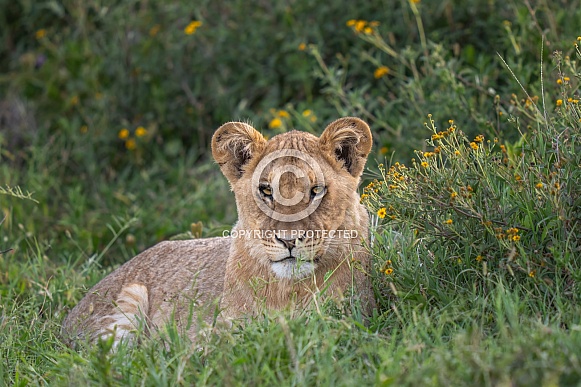 Lion cub lying in the grass Lion cub lying in the grass