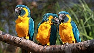 Yellow and blue Macaw