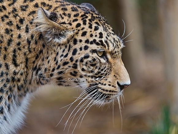 Persian Leopard