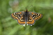 Irish Marsh Fritillary