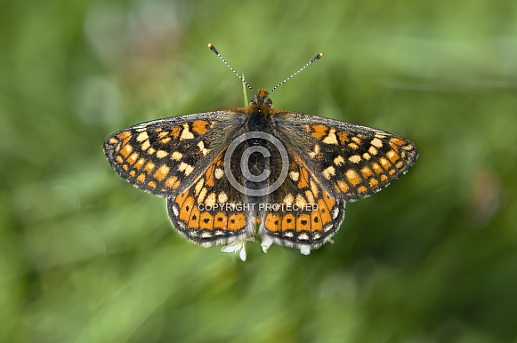 Irish Marsh Fritillary