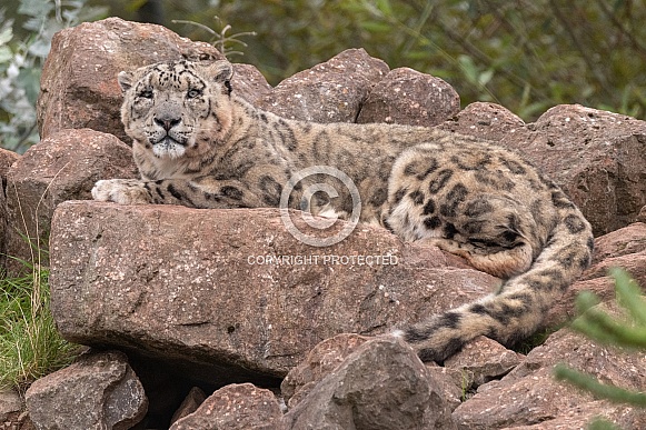 Snow Leopard Lying On Rocks Full Body
