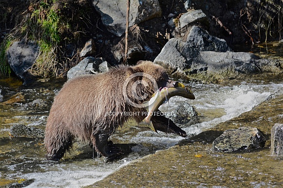 Grizzly Bear Cub