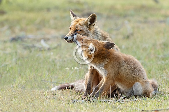 Red fox cubs Red fox cubs