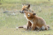 Red fox cubs