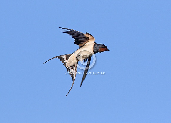 Barn Swallow Barn Swallow