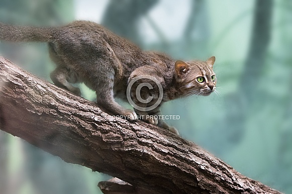 rusty-spotted cat
