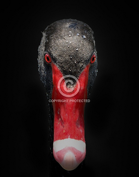 Black Swan Black Swan