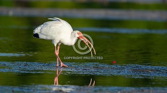 White Ibis (Eudocimus albus) White Ibis (Eudocimus albus)