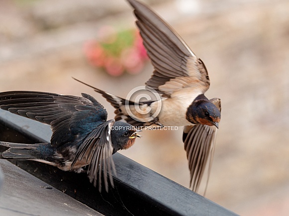 Barn swallows (feeding) 2