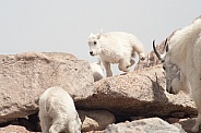 Wild mountain goats