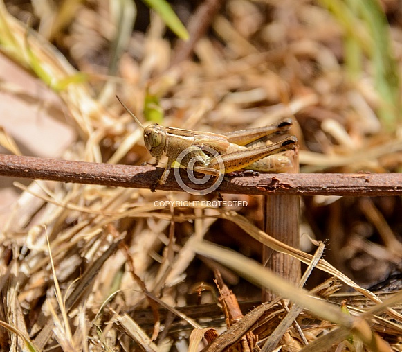 Grasshopper