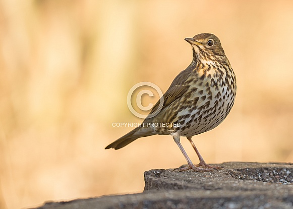 Song Thrush