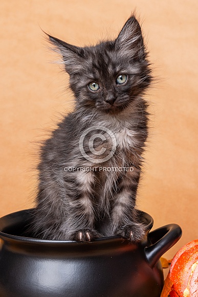 Cute kittens for Halloween Cute kittens for Halloween