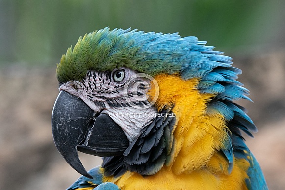 Blue and gold macaw parrot head shot