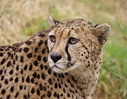 Cheetah