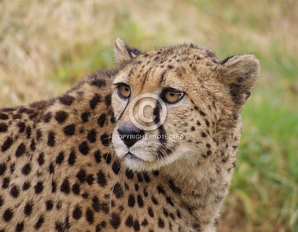 Cheetah