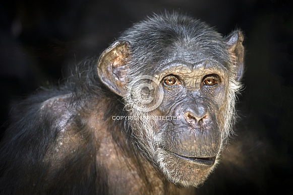 Chimpanzee (Pan troglodytes) Chimpanzee (Pan troglodytes)