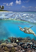 Turtle and tropical reef - French Polynesia