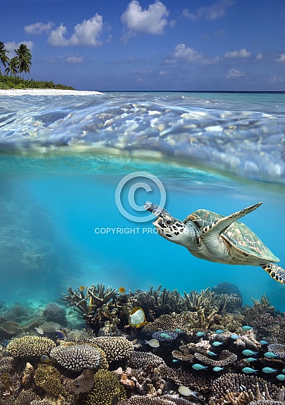 Turtle and tropical reef - French Polynesia