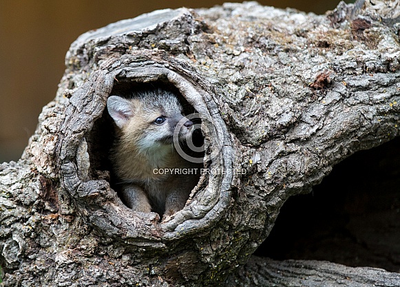 Red Fox Kit peeks out of a burrell