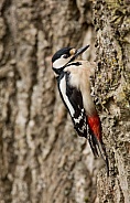 Great Spotted Woodpecker