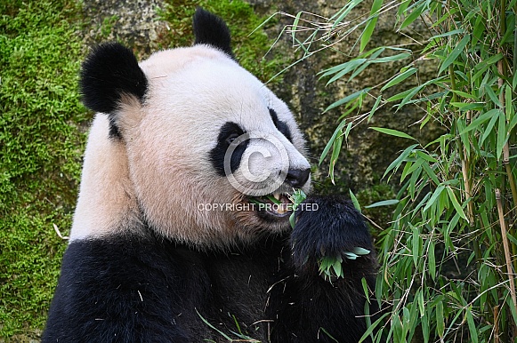 Giant panda