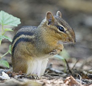 Chipmunk