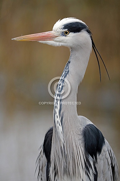 Grey Heron (ardea cinerea)