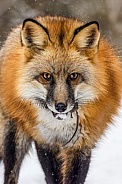 Fox-Red Fox